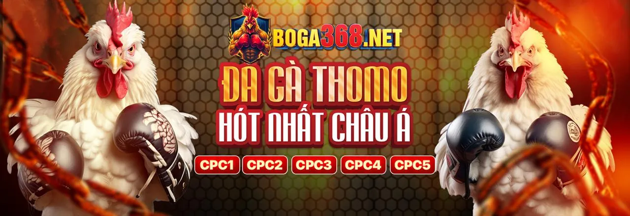 Sân đấu đá gà C2 sôi động với khán giả và chiến kê dũng mãnh